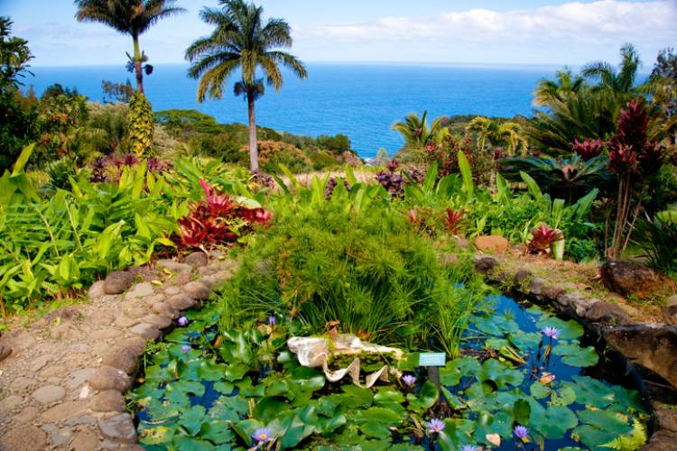 A small pond in a botanical garden overlooking the ocean