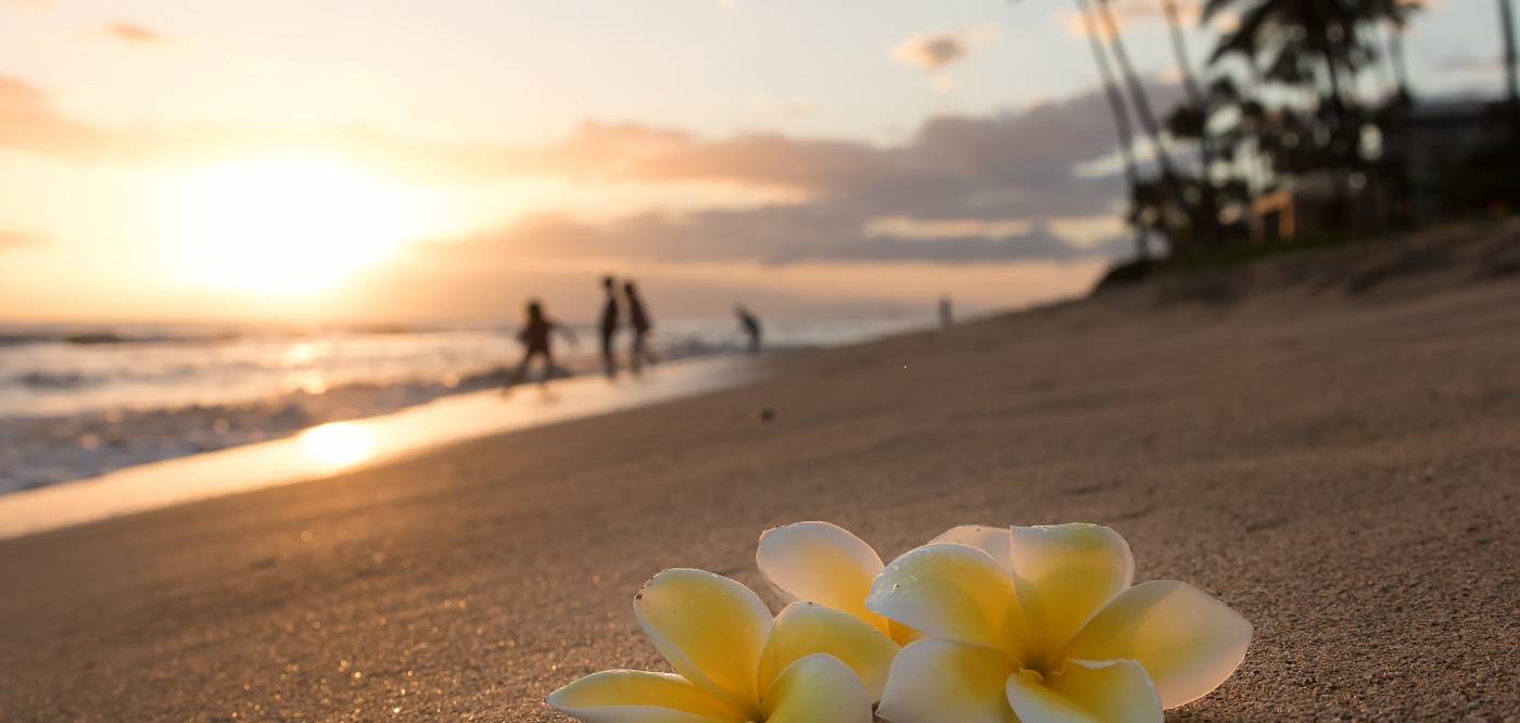 Three flowers sit on the sand as people watch the sun set over the ocean from a Maui beach